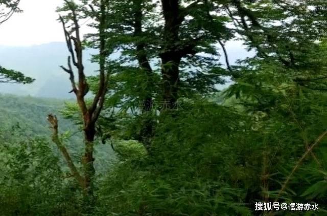 以撒的结合：重生
